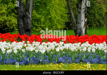 Bett von Tulpen im Killesbergpark, Stuttgart, Baden-Württemberg, Deutschland, Europa Stockfoto