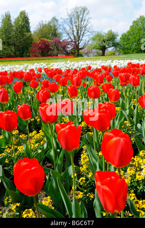 Bett von Tulpen im Killesbergpark, Stuttgart, Baden-Württemberg, Deutschland, Europa Stockfoto