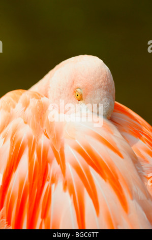 Rosaflamingo (Phoenicopterus Ruber Roseus) Stockfoto