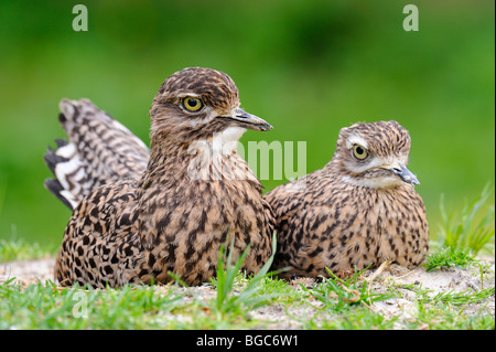 Gefleckte Knie (Burhinus Capensis) Stockfoto