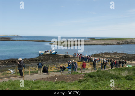 Besucher, die von Booten ankommen. Auf Inner Farne, den Farne-Inseln, Northumberland, Großbritannien. Mai. Innere Farne. Stockfoto