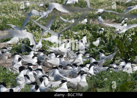 Sandwichseeschwalbe (Sterna sandvicensis) Nestkolonie,. Farne-Inseln, Northumberland, Großbritannien. Mai. Innere Farne. Stockfoto