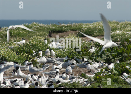 Sandwichseeschwalbe (Sterna sandvicensis) Nestkolonie,. Farne-Inseln, Northumberland, Großbritannien. Mai. Innere Farne. Stockfoto