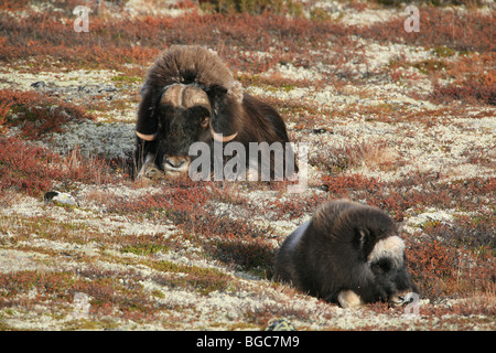 Erwachsene Moschusochsen und Kalb in entspannter Position im Dovrefjell Nationalpark, Norwegen. Stockfoto