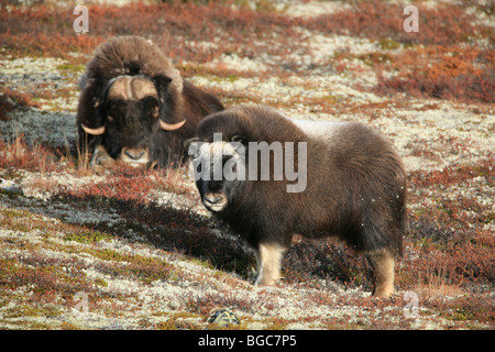 Erwachsene Moschusochsen und Kalb im Dovrefjell Nationalpark, Norwegen. Stockfoto