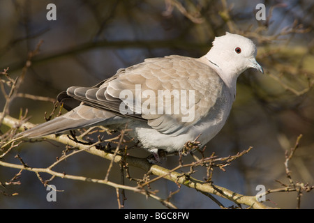 Eurasische Halsband-Taube Steptopopelia Decoacta Erwachsene thront in einem Baum Stockfoto