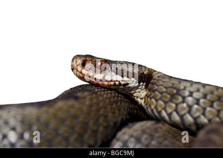 Kreuzotter Vipera berus Stockfoto