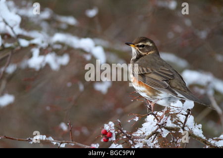 Rotdrossel Turdus Iliacus im Winterschnee Stockfoto