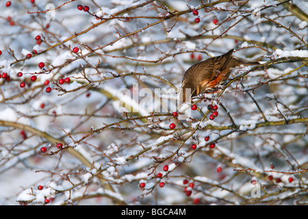 Rotdrossel Turdus Iliacus in Winter Hecke Stockfoto