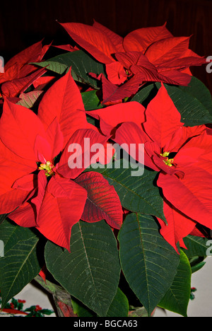 Weihnachten flammende rote Weihnachtsstern Saisonblumen in voller Blüte Stockfoto