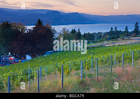 Sonnenuntergang über Okanagan Lake und einen Weinberg in Naramata, Okanagan-Similkameen Region Okanagan, British Columbia, Kanada. Stockfoto