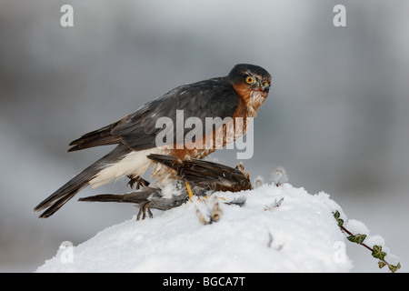 Sparrowhawk Accipiter Nisus auf Tötung im Schnee Stockfoto