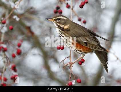 Rotdrossel Turdus Iliacus in Winter Hecke Stockfoto