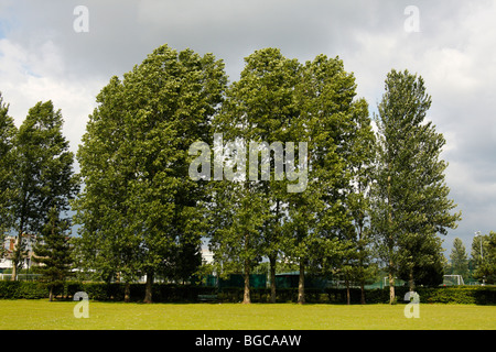 Lombardei-Pappel, Populus Nigra var. Italica, wächst entlang der Kante des einen Sportplatz, U.K Stockfoto