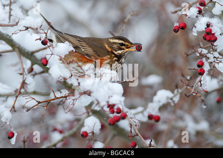 Rotdrossel Turdus Iliacus im Winterschnee mit berry Stockfoto