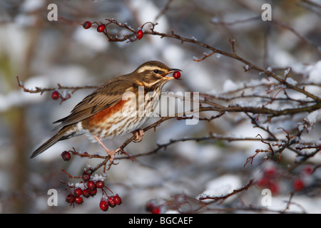 Rotdrossel Turdus Iliacus im Winterschnee mit berry Stockfoto