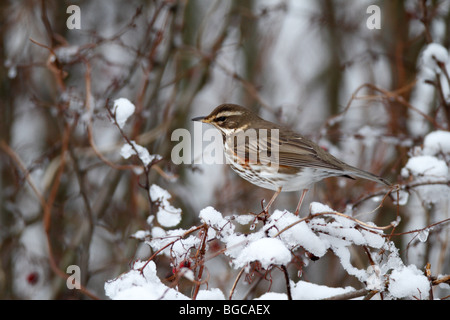 Rotdrossel Turdus Iliacus im Winterschnee Stockfoto