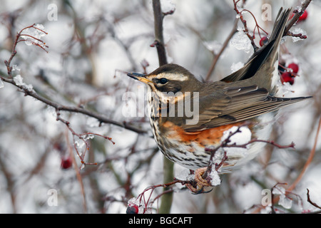 Rotdrossel Turdus Iliacus im Winterschnee Stockfoto