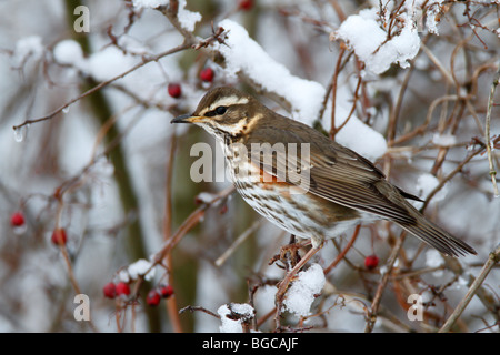 Rotdrossel Turdus Iliacus in Winter Hecke Stockfoto