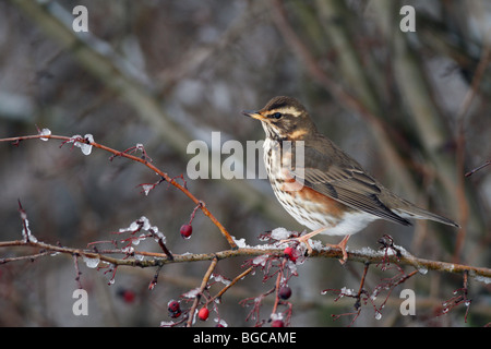 Rotdrossel Turdus Iliacus in Winter Hecke Stockfoto