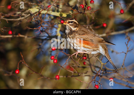 Rotdrossel Turdus Iliacus mit Berry Stockfoto