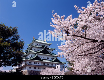 Nagoya Castle und Kirschblüten, Nagoya, Aichi, Japan Stockfoto