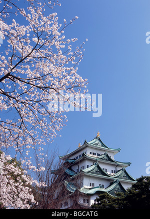 Nagoya Castle und Kirschblüten, Nagoya, Aichi, Japan Stockfoto