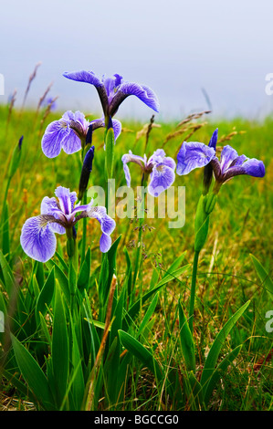Blaue Flagge Iris Wildblumen in Neufundland Kanada Stockfoto