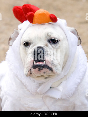 Bulldogge Dressed als ein Huhn Stockfoto