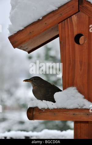 Gemeinsamen Amsel (Turdus Merula) weiblich am Futterhaus / Vogel-Feeder / Vogel Tisch im Schnee im Winter Stockfoto