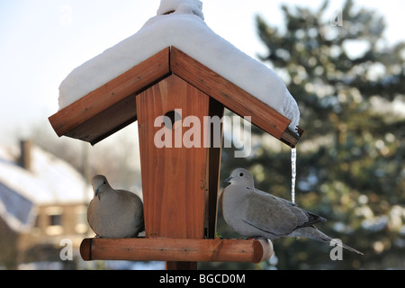 Zwei Eurasian collared Tauben (Streptopelia Decaocto) am Vogelhäuschen / Futterhaus / Vogel Tisch im Schnee im Winter Stockfoto