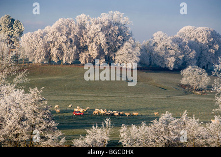 Ankunft des Winters in den Brionnais in Saône et Loire (71), Burgund. Bäume mit Raureif und Charolais Kuhherde Stockfoto