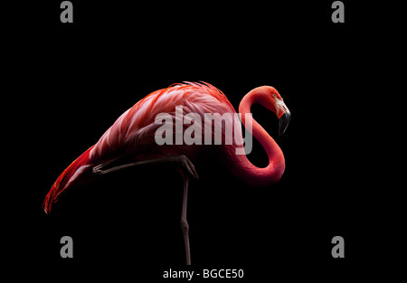 Flamingo auf einem Bein stehen Stockfoto