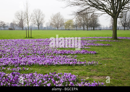 Krokusse auf Wiese neben Rhein, Düsseldorf, Deutschland Stockfoto