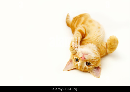 Ginger Kitten mit auf Rücken Stockfoto