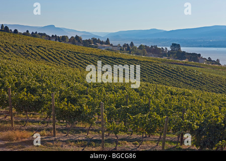 Reihen von Weinreben auf einem Weingut am Ufer des Okanagan Lake in der Westbank, West Kelowna, Kelowna, Okanagan, Britisch-Kolumbien Stockfoto