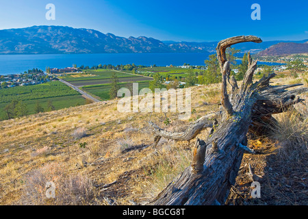 Baumwurzel auf einem Hügel mit Blick auf Westbank, West Kelowna, Kelowna, Okanagan Lake, Okanagan, British Columbia, Kanada. Stockfoto