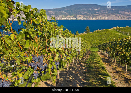 Cluster von Trauben wachsen auf Weinreben bei Bonitas Weingut, Summerland, Okanagan-Similkameen Region Okanagan, Britisch-Kolumbien Stockfoto