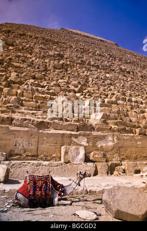 Für einen Preis können Sie mit einem Kamel vor den Pyramiden von Gizeh nahe Kairo Ägypten darstellen. Stockfoto