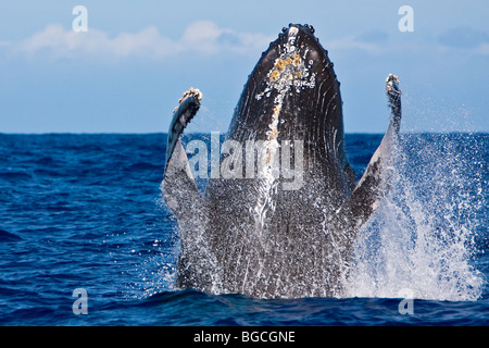 Buckelwal, Impressionen Novaeangliae, Verletzung, Hawaii, USA, Pazifik Stockfoto