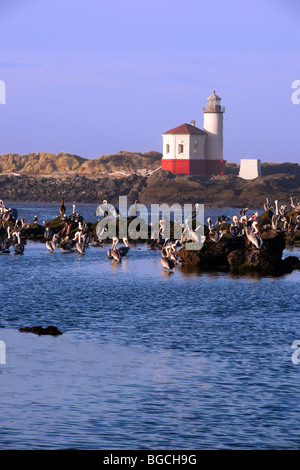 Pelikane versammeln sich bei Ebbe in der Nähe der Mündung des Flusses Coquille mit dem Leuchtturm in Bandon, Oregon. Stockfoto