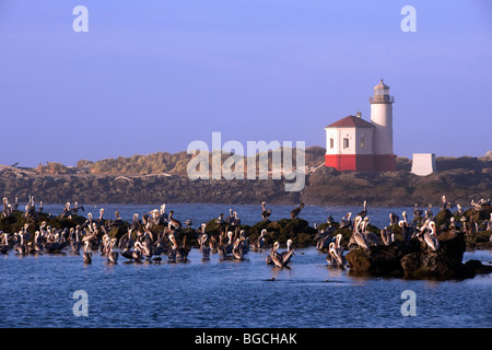 Pelikane versammeln sich an der Mündung des Flusses Coquille mit Oregons Bandon Leuchtturm. Stockfoto