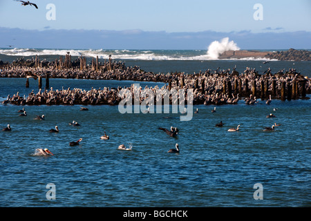 Pelikane versammeln sich in großen Herden unter die Pfähle an der Mündung des Flusses Coquille und den Pazifischen Ozean in Bandon, Oregon. Stockfoto