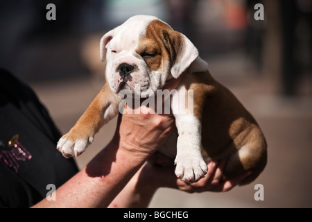 Eigentümer, die Angeberei eine englische Bulldogge Welpen Stockfoto