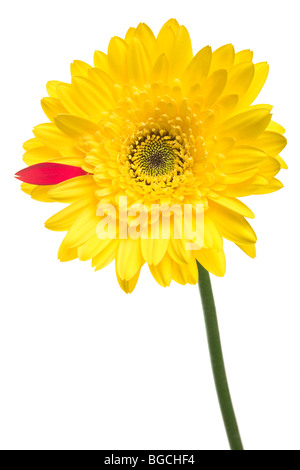 Gelbe Gerber Daisy mit einem roten Blütenblatt über einen weißen Hintergrund. Studio isoliert! Stockfoto