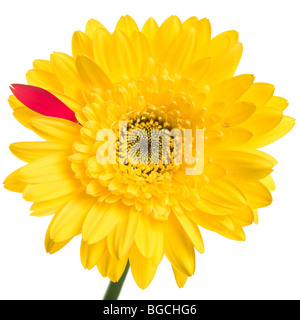 Gelbe Gerber Daisy mit einem roten Blütenblatt über einen weißen Hintergrund. Studio isoliert! Stockfoto