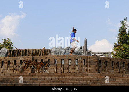 Thailand; Kanchanaburi; Ein Tiger Tempel freiwillige spielen mit ein 8 Monate altes Tigerbaby Stockfoto