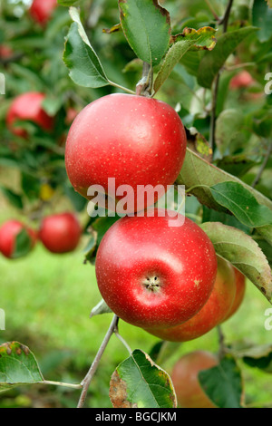 Rote Äpfel am Baum Stockfoto