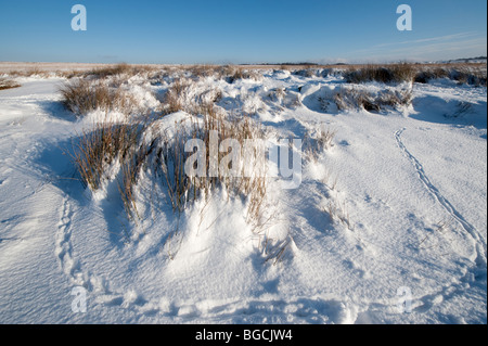 Tierspuren im Schnee Stockfoto