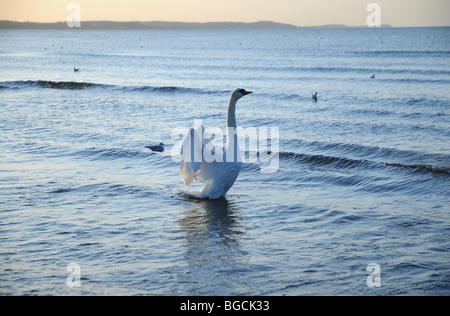 Höckerschwan (Cygnus Olor) an Ostsee, Swinoujscie, Polen Stockfoto